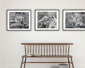 Regalo de leopardo de las nieves, conjunto de impresión de 3, fotografía de leopardo en blanco y negro, decoración del hogar de imágenes de animales, cartel de leopardo salvaje 14 x 11