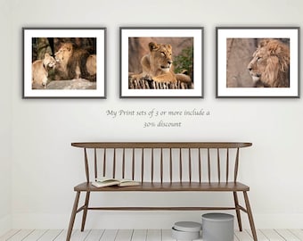 A set of 3 lion prints, Big cat gallery wall art, Lion poster, Wildlife picture 16 x 12, Big cat photos, African Safari animal print