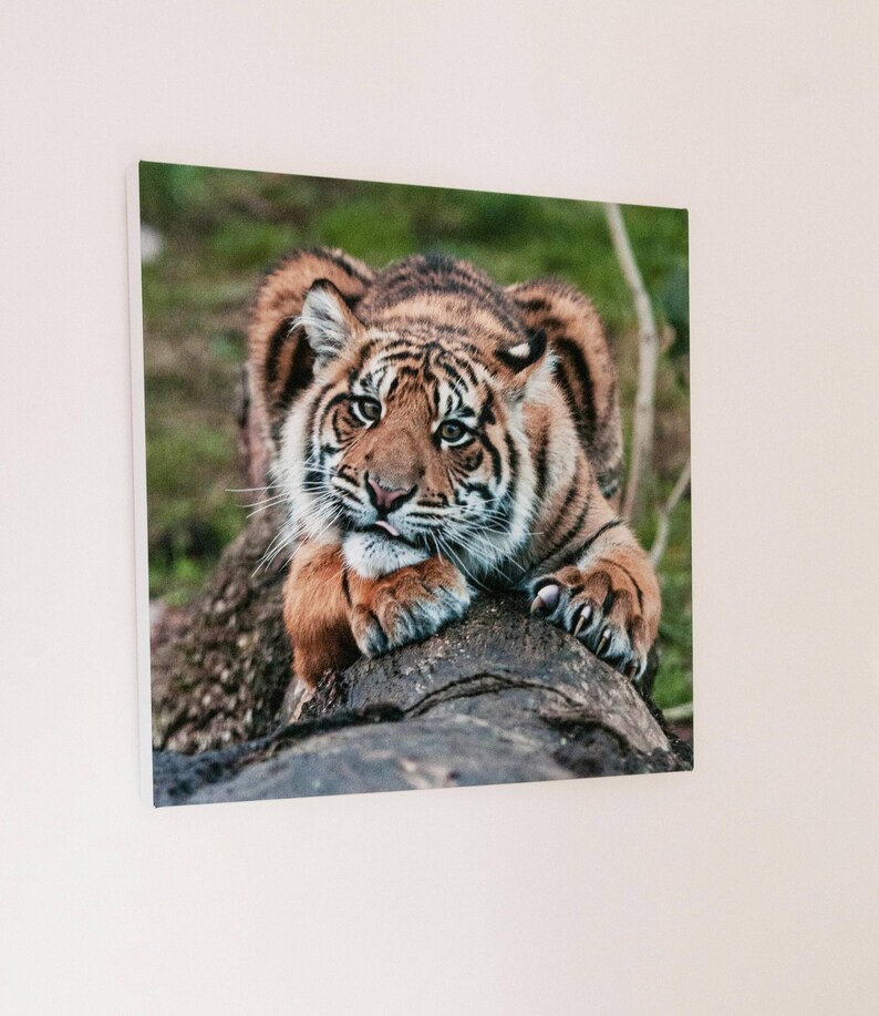 Tiger Photography Square Prints Tiger Square Wall Art Tiger Etsy UK