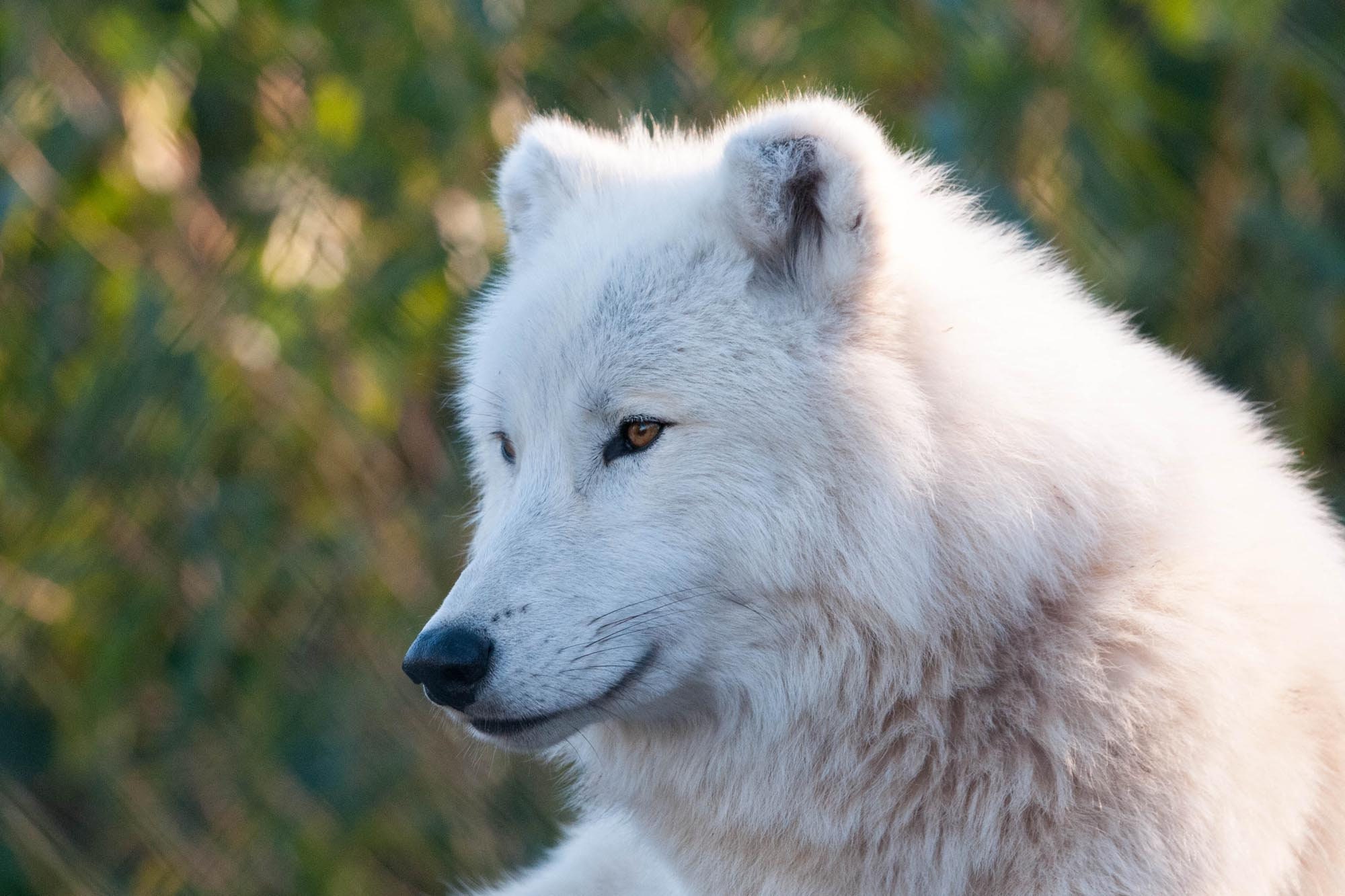 arctic wolf pup with blue eyes