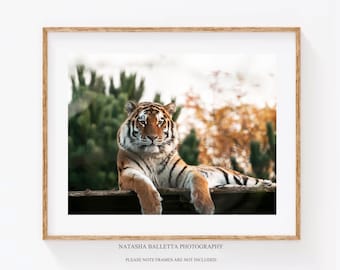 Impresiones artísticas de fotografías de tigres, decoración de pared original de Wildife, regalo fotográfico de grandes felinos, decoración de galería de dormitorio de invitados, arte de pared de regalo para el nuevo hogar