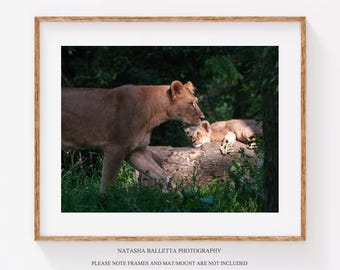 Impresión de madre leona y cachorro, póster de león de Berbería, fotografía original de vida salvaje, fotografía de animales para habitación infantil, arte de pared para guardería, impresión de bellas artes