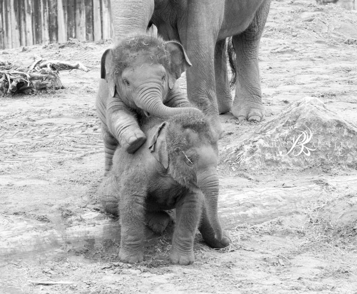 Baby Elephant Black and White Print Set of 6 Nursery Wall Etsy