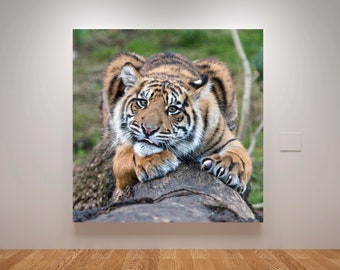 Tiger photography square  Prints, Tiger Square Wall Art, Tiger Cub Animal photography Wall Art, Tiger Poster, Tiger decor, Wildlife 20 x 20
