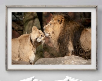 Lion and Lioness photography print 16 x 12, Lion photography gift 8 x 10, African wildlife wall art, Home wall decor A4, Living room prints