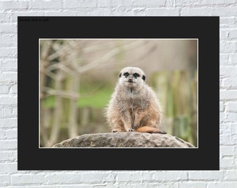 Mounted 8 x 10 Meerkat print, Meerkat picture, Wildlife photography wall decor, Baby animal print nursery gift, Safari photo kids room