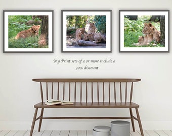 Set of three prints of lion cubs with their mum, Lioness photos, Nature photography wall art, Nursery Animal Set, Baby animal decor A4