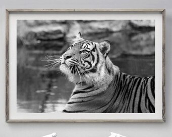 Tiger Photography Prints, Boys Room Safari Decor, Large Tiger Poster, Wildlife Picture, Big Cat Photo, Black and white, Home decor print