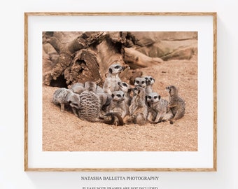Original meerkat family print, Wildlife photography A4, Kids room safari wall art 16 x 12, Baby shower ideas, Teacher gifts, Airbnb decor A3