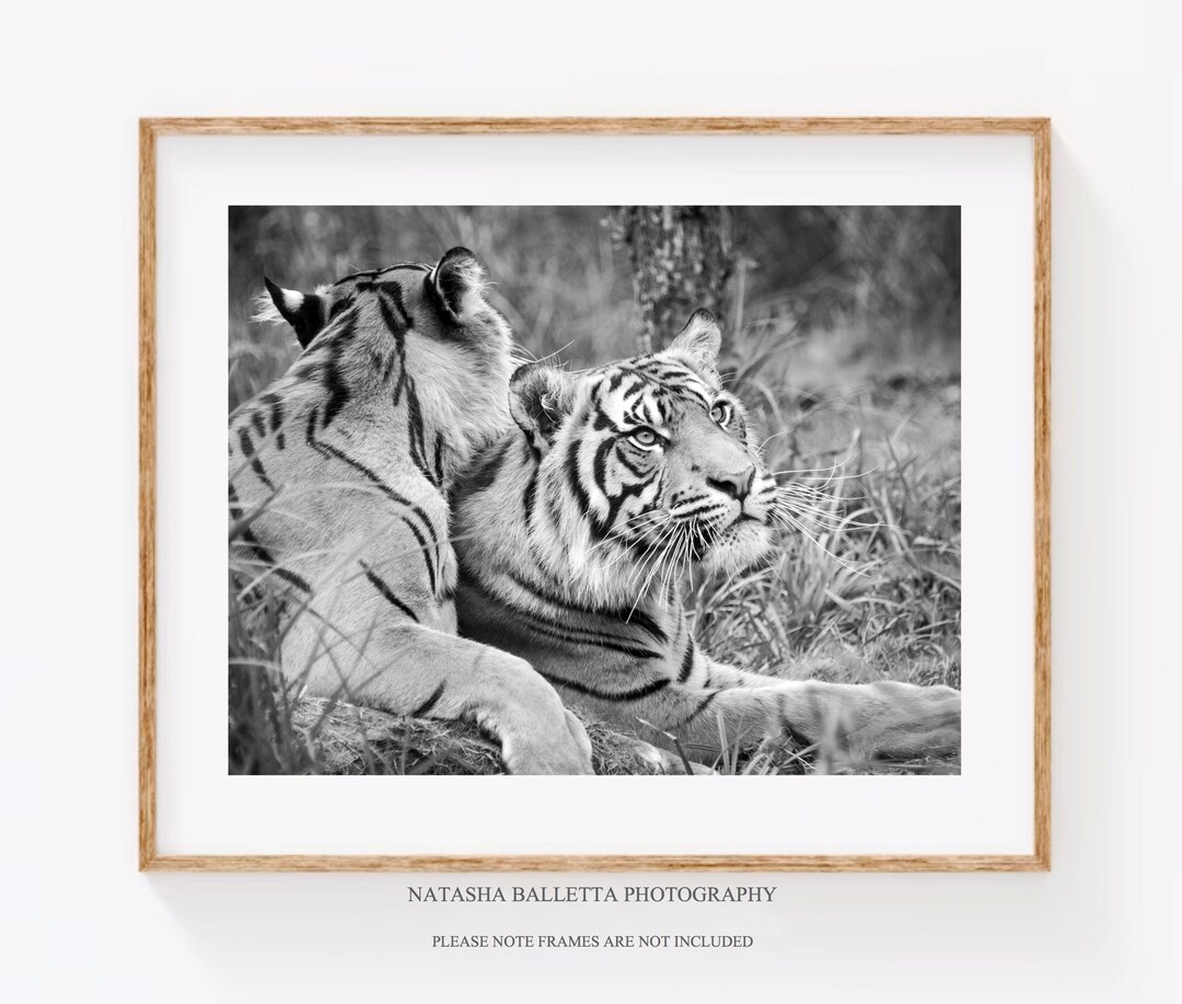 Original Tiger Fine Art Print, Wildlife Photography Black and White