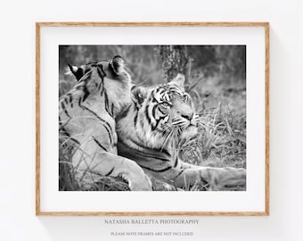 Original tiger fine art print, Wildlife photography black and white, Boys room decor, Big cat pictures 14 x 11, Tigers 8 x 10, Animal gift
