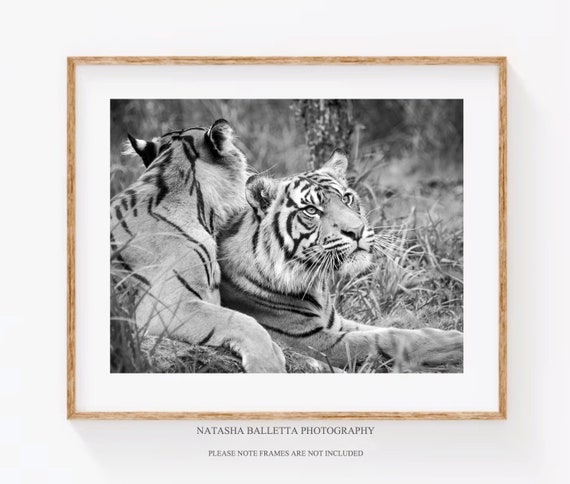 stampa-tigre-in-bianco-e-nero