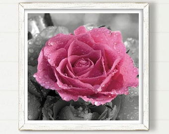 Pink flower wall art, Close up Rose photography, Pink Flower prints, Large floral prints, Floral wall decor, Colour pop wall art  20 x 20