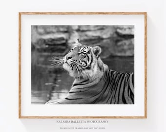 Tiger Photography Prints, Boys Room Safari Decor, Large Tiger Poster, Wildlife Picture, Big Cat Photo, Black and white, Home decor print