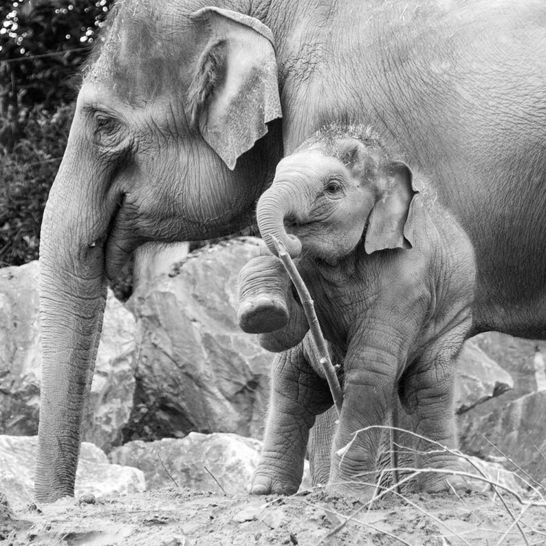 Elephant set of 4 square prints, Elephant family photography print set 10 x 10, Safari Wildlife gallery 8 x 8 , Baby animal square pictures image 5