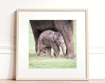 Elephant mini square print, Original elephant photography 8 x 8, Childrens wall art, Nursery wall art print, Kids room art, Wildlife gift