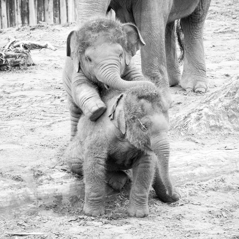 Elephant set of 4 square prints, Elephant family photography print set 10 x 10, Safari Wildlife gallery 8 x 8 , Baby animal square pictures image 3