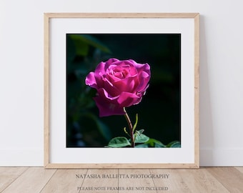 Konsttryck med rosa rosor, fyrkantigt blomfotografi, bohemisk sovrumsdekor