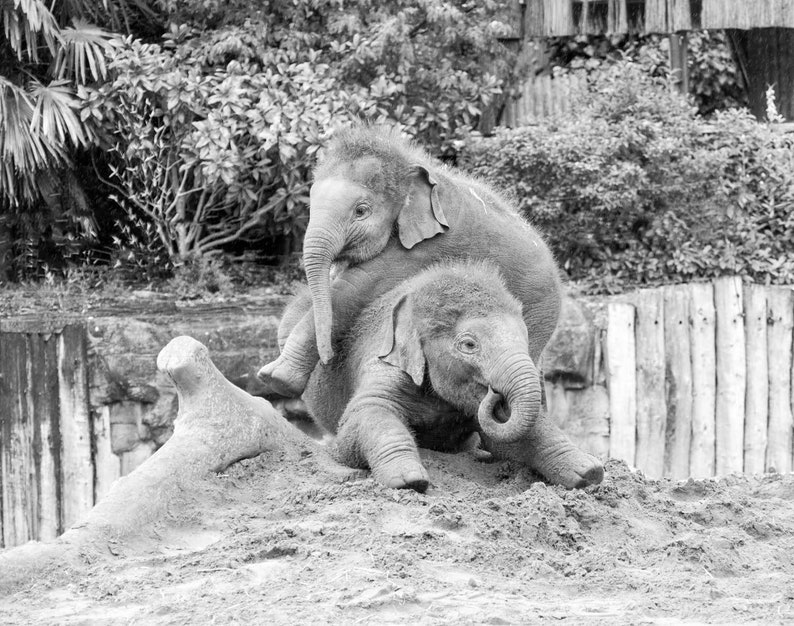 Baby Elephant Black and White Print Set of 6 Nursery Wall Etsy