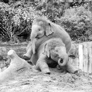 Elephant set of 4 square prints, Elephant family photography print set 10 x 10, Safari Wildlife gallery 8 x 8 , Baby animal square pictures image 4