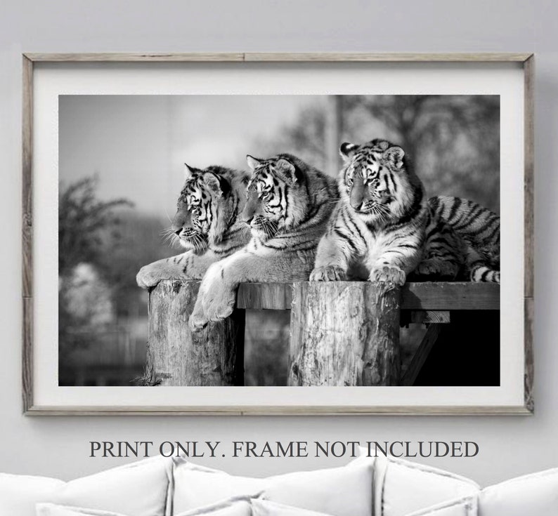 Tiger Photography Black And White Prints 3 Tigers Picture Etsy