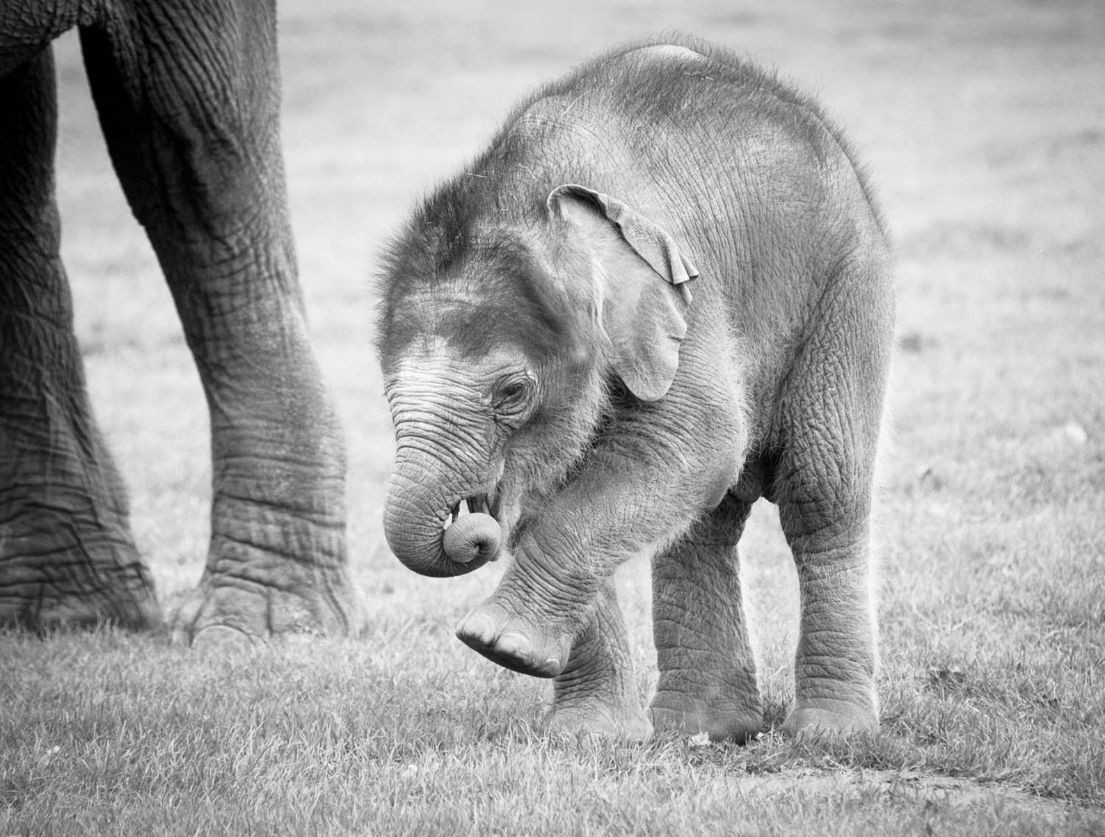 Baby Elephant Black and White Print Set of 6 Nursery Wall Etsy