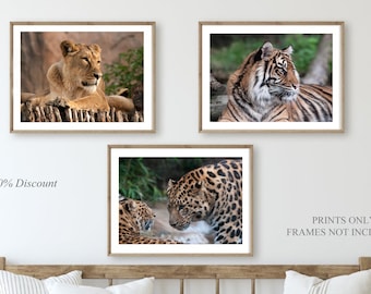 Tiger Lioness Leopard Print Set of 3, Wildlife photography 16 x 12, Modern Animal Home Decor 14 x 11, Original Big Cat Photography Hallway