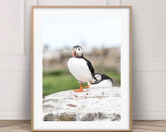 Puffin photography print, nursery wall decor, Bird photography, Kids room Nature photography, Seabird wall decor poster, Wildlife wall art