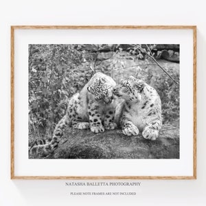 May include: A black and white photograph of two snow leopards, one adult and one cub, nuzzling each other on a rock. The leopards are in a natural setting with foliage in the background.