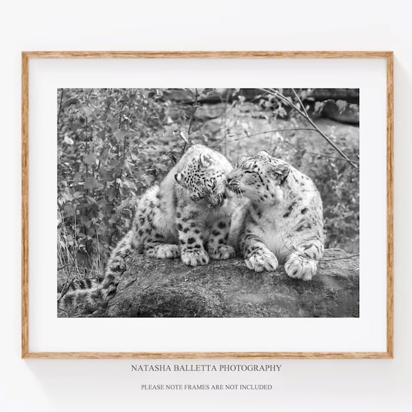 Snow Leopard Print, 2 Snow Leopards, Fine art wildlife Photography, Baby Animal Photo, Cub and mum, Nature 14 x 11 print horizontal