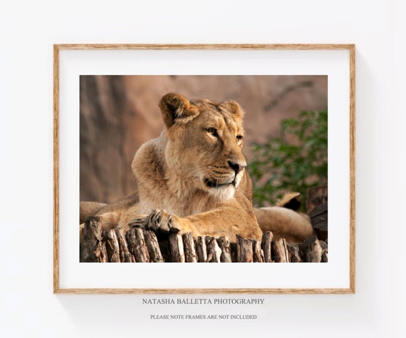 Lioness Fine Art Print, Lion Photo, Wildlife Photography, Kids Room Decor