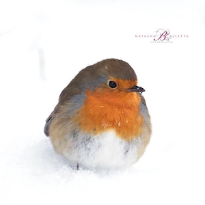 Original Weihnachtskarte mit einem Rotkehlchen im Schnee, Winter Blanko Grußkarte A6, Original Wildkarten, Packung mit 5 Weihnachtskarten