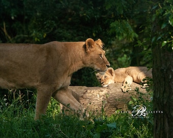 Lioness mum and cub print, Barbary Lion poster 30 x 20, Lion photo housewarming gift 16 x 12, Lioness wall art, Wildlife fine art print