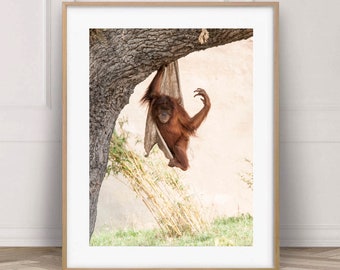 Baby Orangutan print, Jungle nursery decor animal photos, orangutan photography, kids room quote prints, Safari wildlife pictures 16 x 20