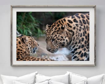 Amur Leopard photography print, Large modern wildlife wall art, 16 x 20 Leopard portrait decor, Big Cat Fine art print, Nature photography