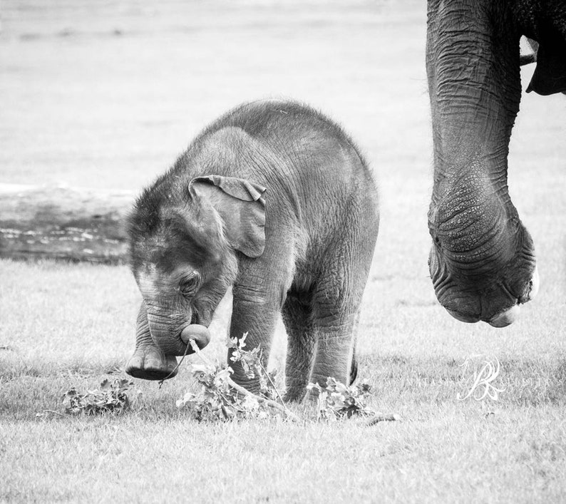 Baby Elephant Black and White Print Set of 6 Nursery Wall Etsy
