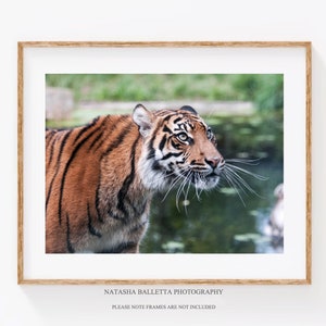 Tiger Photography Digital Download Print, Tiger Printable Large Wall Art,  Wildlife Instant Downloads, Sumatran Tiger Prints -  Canada