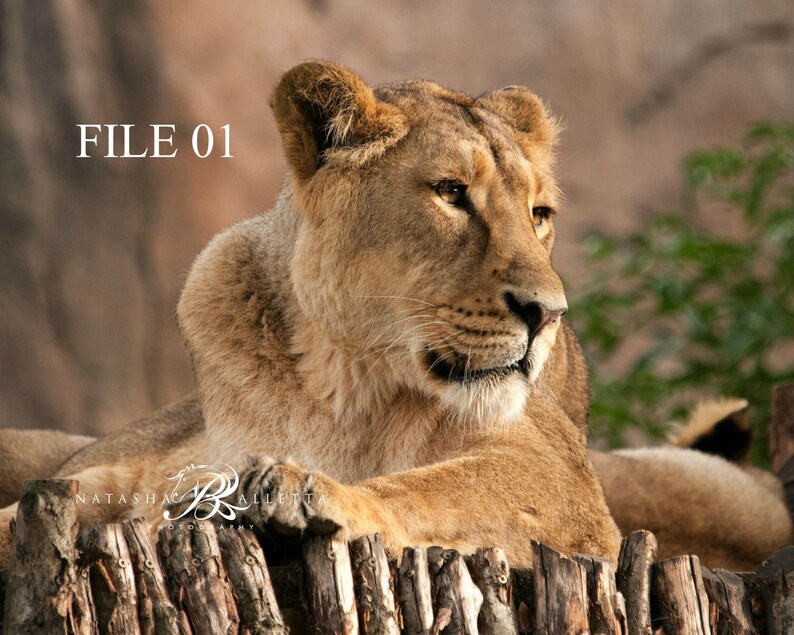 Lioness Printable Wall Art African Animal Print Digital - Etsy