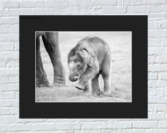 Baby Elephant 10 x 8 Mounted Photography Print Black and White Nursery Decor, Animal Wall Art picture, Wildlife kids room 7.5" x 5.5" print