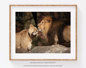 Impresión fotográfica de león y leona, regalo de fotografía de león original, arte de pared con temática de vida silvestre, arte de habitación de invitados, arte de pared de decoración del hogar de la sala de estar