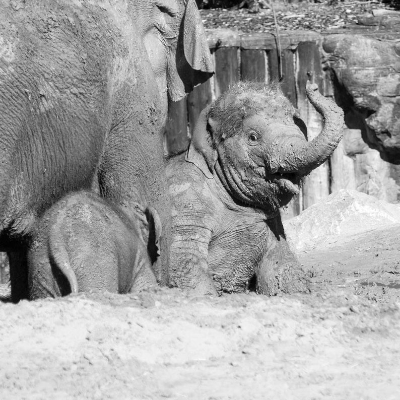 Elephant set of 4 square prints, Elephant family photography print set 10 x 10, Safari Wildlife gallery 8 x 8 , Baby animal square pictures image 2