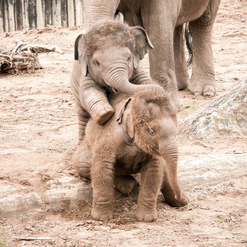 Elephant set of 4 square prints, Elephant family photography print set 10 x 10, Safari Wildlife gallery 8 x 8 , Baby animal square pictures image 7