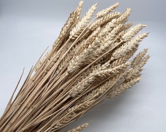 Natural Dried GOLDEN WHEAT Bunch BRITISH Fragrant English Stems Large Stook