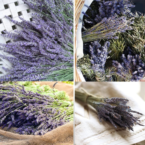 50 Dried Natural LAVENDER Stems French Provence Bunch Fragrant Tied Original Scent Free UK Delivery