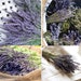 50 Dried Natural LAVENDER Stems French Provence Bunch Fragrant Tied Original Scent Free UK Delivery 