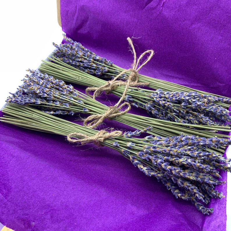 MiNi Dried Natural LAVENDER French Provence Bunch Fragrant Tied Stems 1 2 3 4 + UK Stock