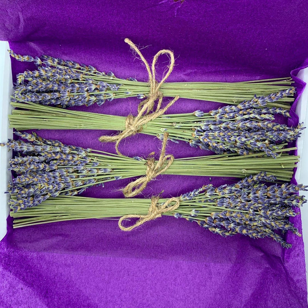 Mini Dried Natural LAVENDER French Provence Bunch Fragrant - Etsy UK
