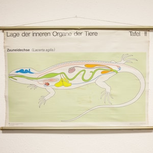 Vintage SCHOOL Pull Down CHART Wall - Mappa degli animali lucertola Biologia Istruzione Illustrazione Home Deco Interni Germania - Schultafel GDR