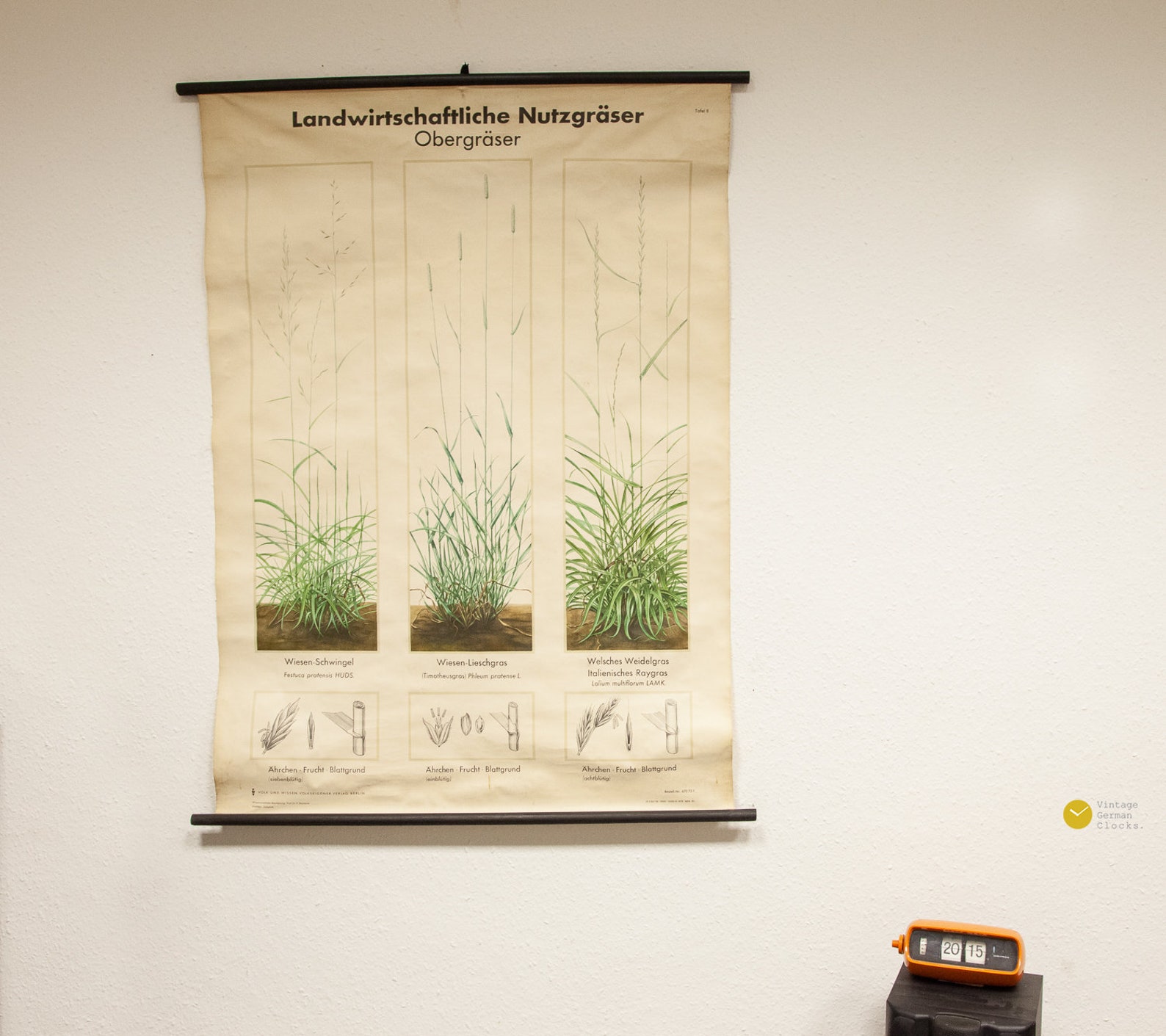 Vintage SCHOOL Pull Down CHART Wall - Grass Flora Map Biology Education ...
