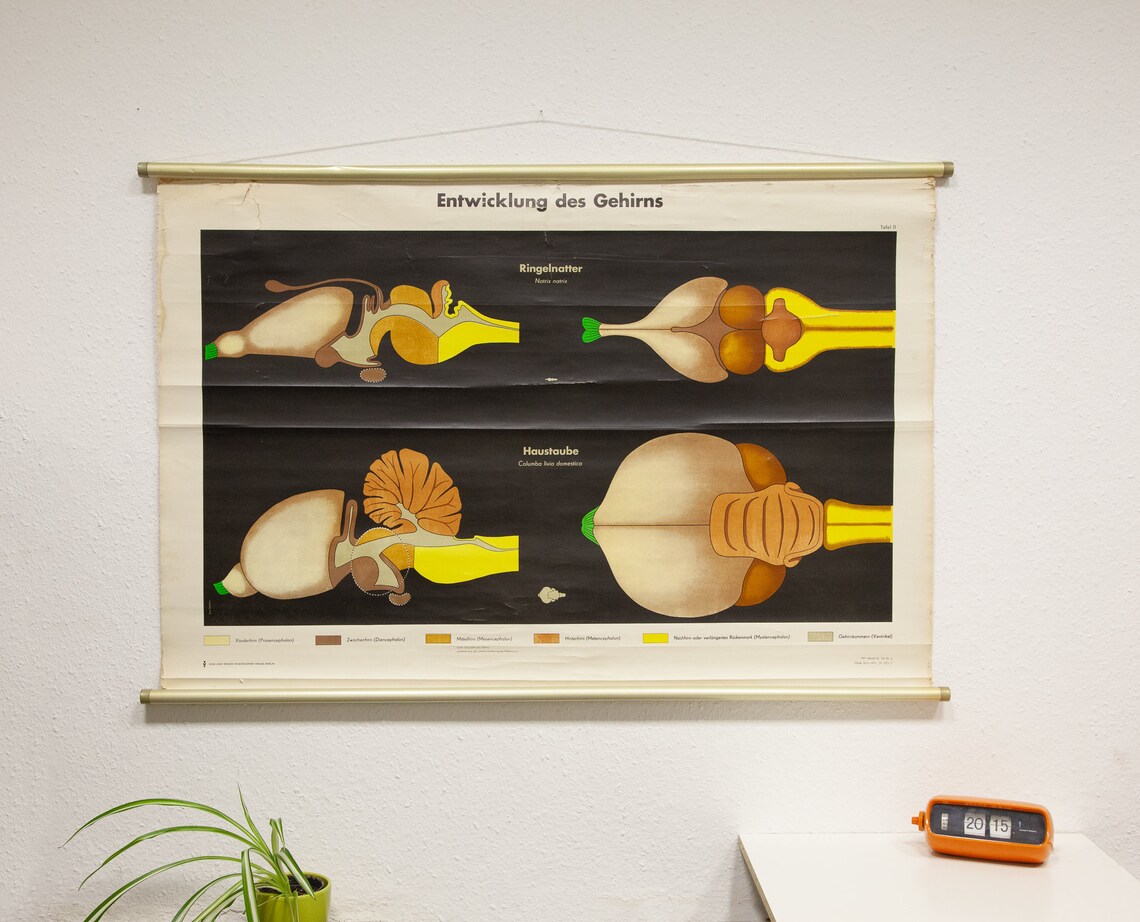 Brain Evolution SCHOOL Pull Down CHART Animal Map Biology Education ...
